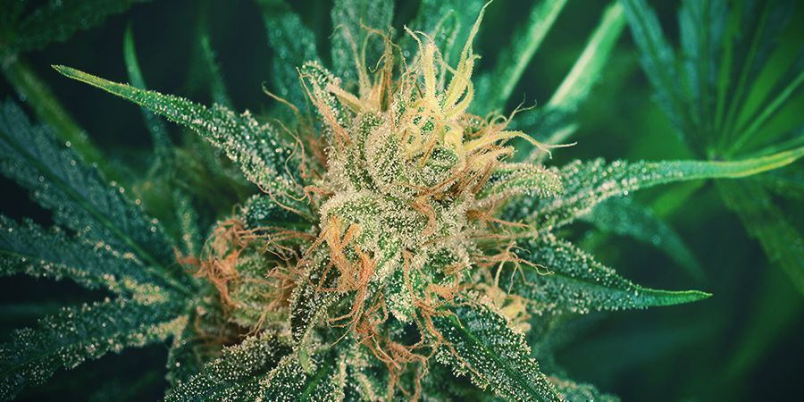 De sorter, Nevil udviklede, lever videre i dag THE STRAINS NEVIL DEVELOPED LIVE ON TODAY