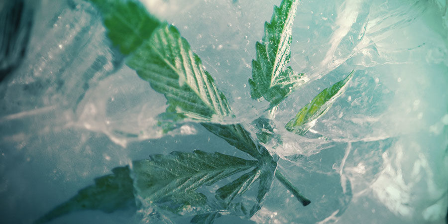 Er det en god idé at fryse din cannabis? Er det en god idé at fryse din cannabis?