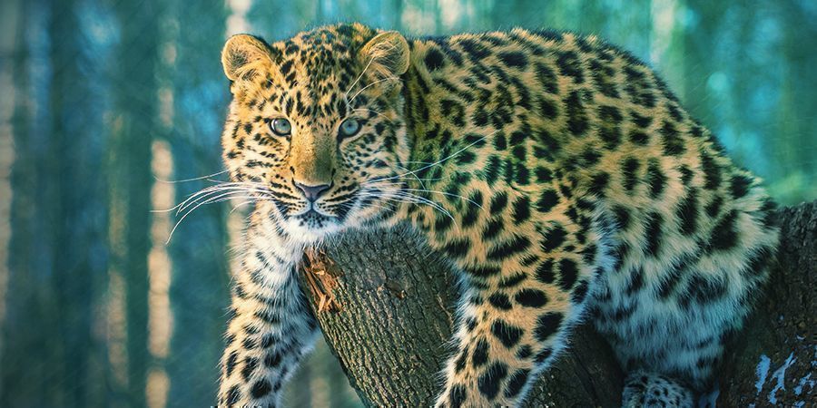 Jaguaren – ayahuasca (Banisteriopsis caapi) Jaguars That Love To Get High - Ayahuasca (Banisteriopsis Caapi)