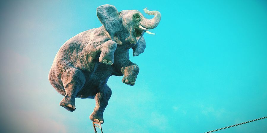 Elefanter - alkohol og iboga Elephants That Love To Get High - Alcohol and Iboga