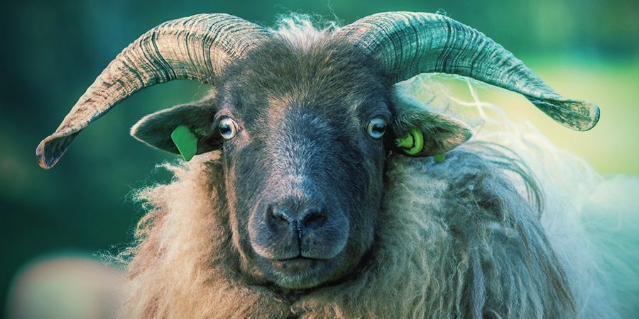 Bighorn-får – narkotisk lav Bighorn-får, der elsker at blive skæve – narkotisk lav