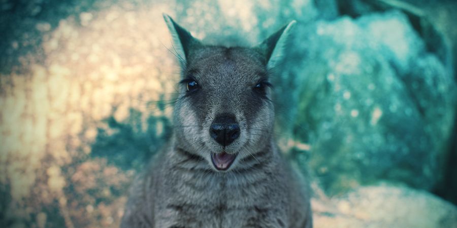 Wallabies - opium Wallabies, der elsker at blive skæve – opium