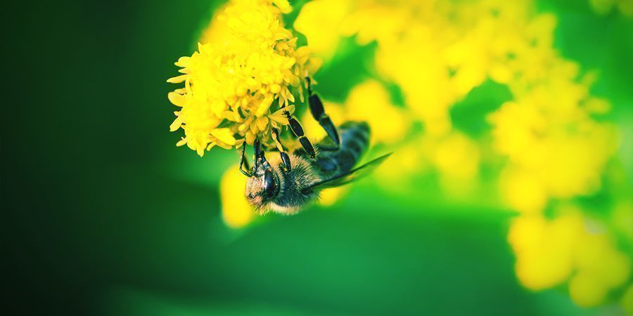 Bin - alkohol Bees That Love To Get High - Alcohol