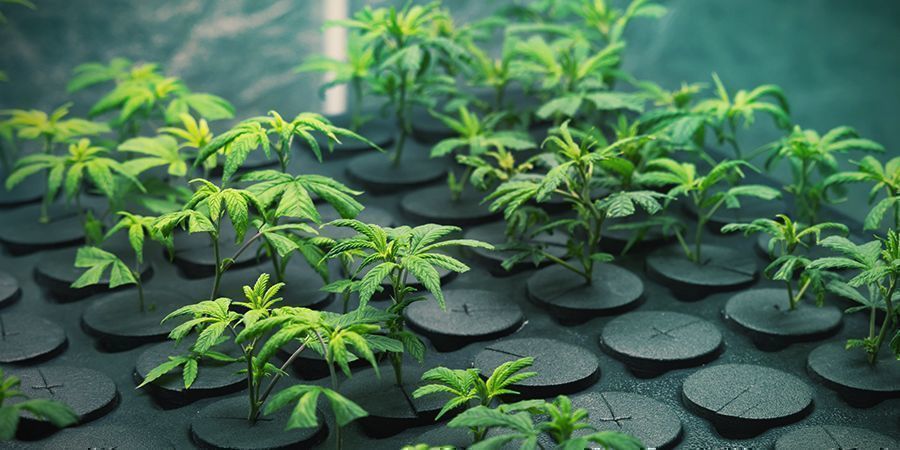 Dyrkning af cannabis med kloner: fordele GROWING CANNABIS WITH CLONES: ADVANTAGES