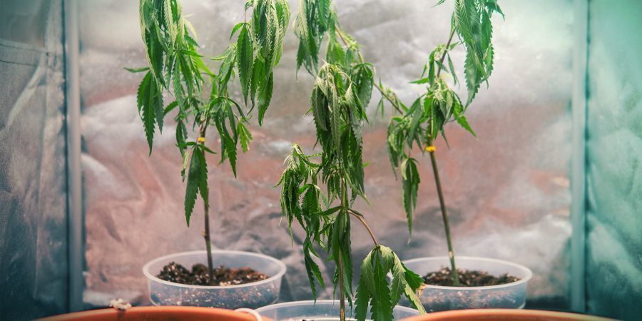 Dyrkning af cannabis med kloner: ulemper Dyrkning af cannabis med kloner: ulemper