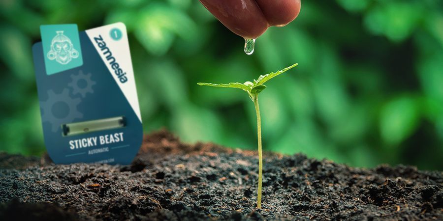 Dyrkning af cannabis med frø: fordele GROWING CANNABIS WITH SEEDS: ADVANTAGES