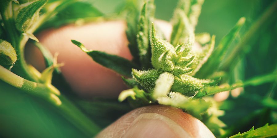 Dyrkning af cannabis med frø: ulemper Dyrkning af cannabis med frø: ulemper
