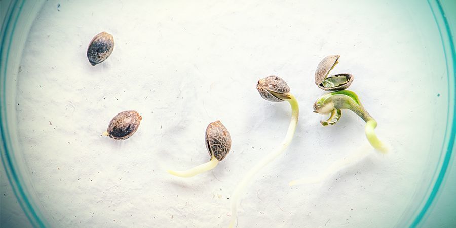 Hvad er forskellen på frø og kloner? HVAD ER FORSKELLEN PÅ CANNABISFRØ OG KLONER?