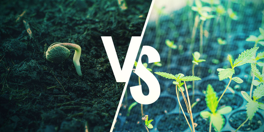 Hvad skal du vælge? Cannabisfrø vs. kloner: Hvad skal du vælge?
