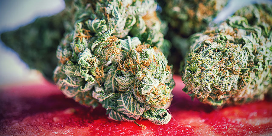 De bedste cannabissorter til meditation DE BEDSTE CANNABISSORTER TIL MEDITATION