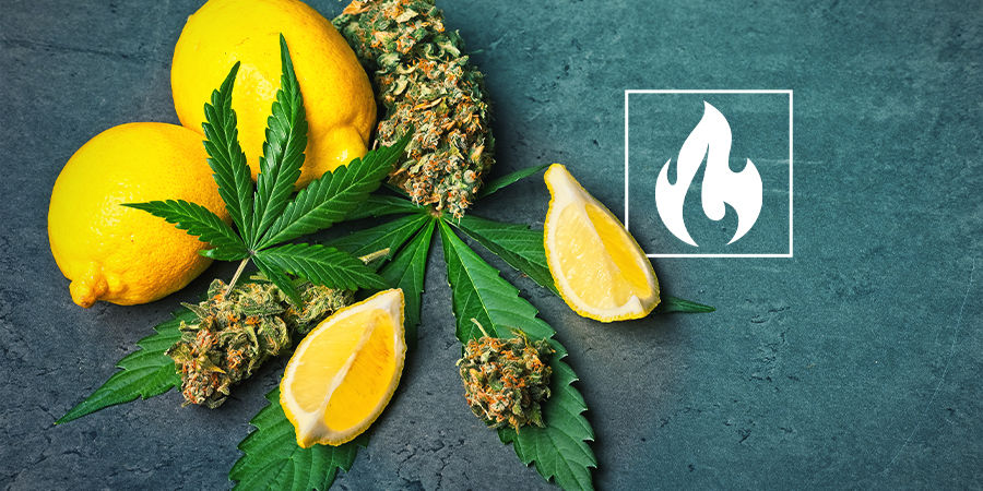 Cannabinoider, terpener, temperaturer & dig