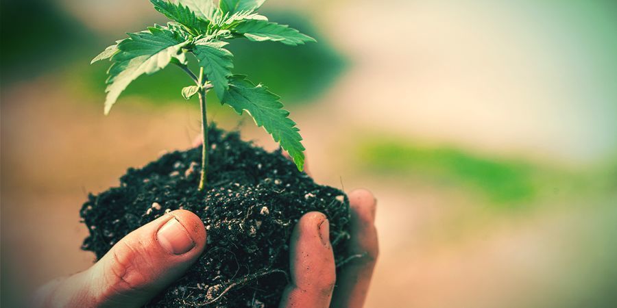 Hvordan ompotter jeg cannabisplanter? HVORDAN OMPOTTER JEG CANNABISPLANTER?