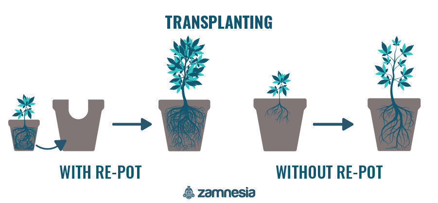 Ompotning af dine cannabisplanter