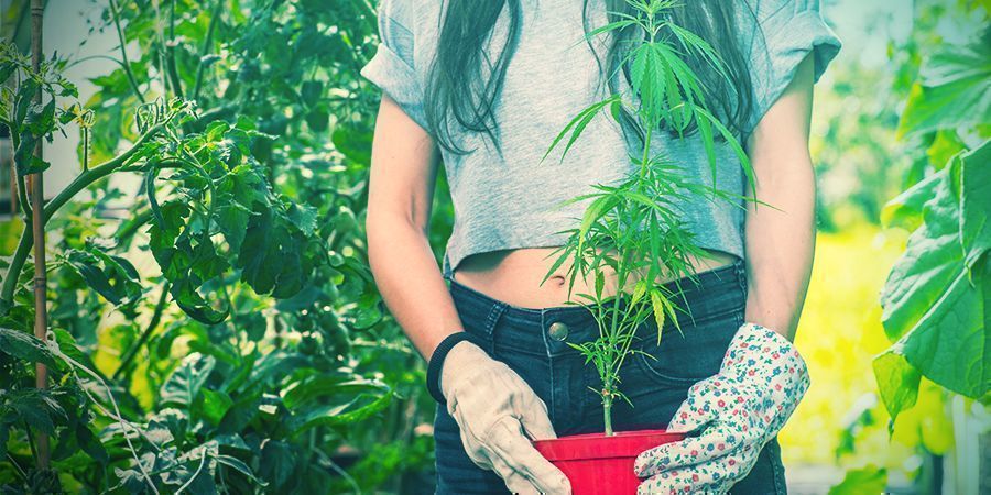 Ompotning af cannabisplanter Ompotning af cannabisplanter