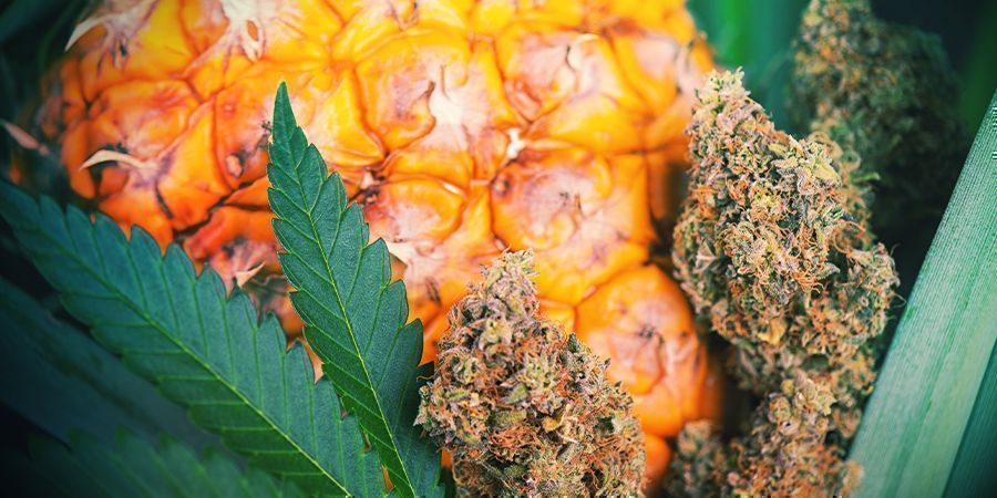 Sådan giver du cannabis smag efter høst Sådan giver du cannabis smag efter høst