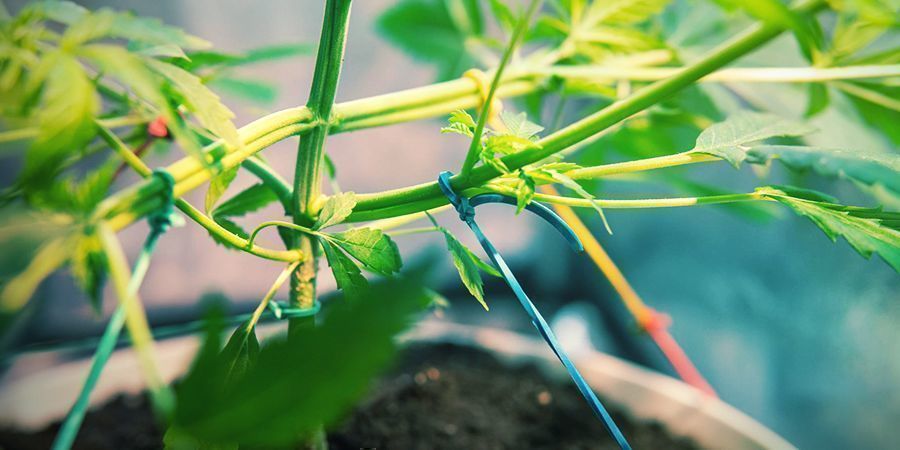Sådan dyrker du ekstra smagfuld cannabis Sådan dyrker du ekstra smagfuld cannabis
