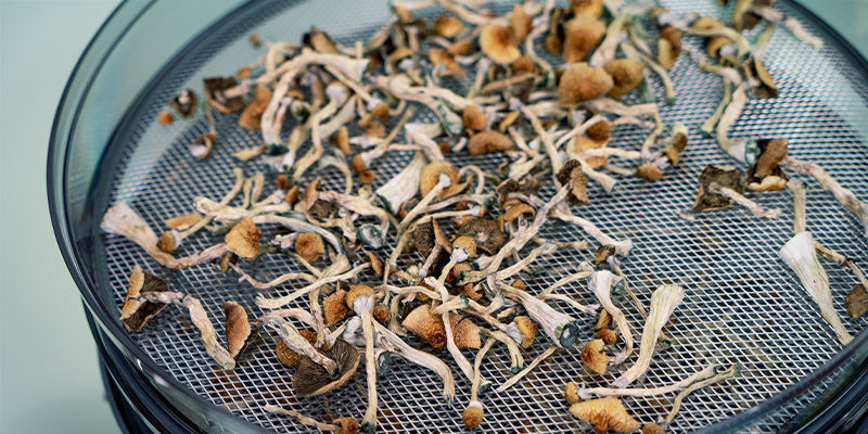 Tørring Magic Mushrooms: Drying