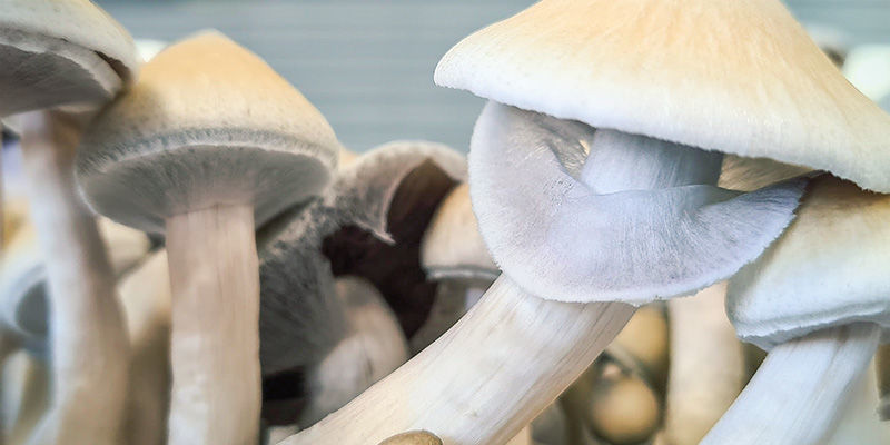 Magiske svampe: Hvad er det rigtige tidspunkt at h&oslash;ste?