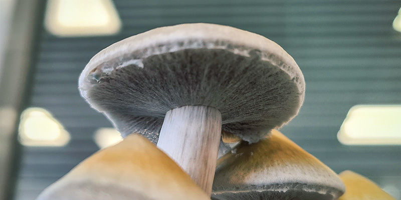 Magiske svampe: Hvad er det rigtige tidspunkt at h&oslash;ste?