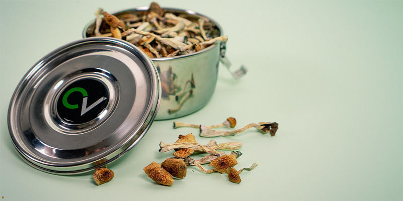 Opbevaring Magic mushrooms: Opbevaring