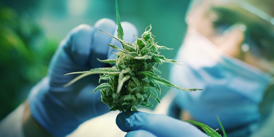 Opfattelsen af cannabis Opfattelsen af cannabis