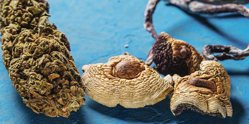 Er det en god idé at blande cannabis med magiske svampe? Er det en god idé at blande cannabis med magiske svampe?