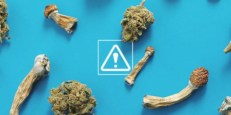 Hvilke risici er der ved at blande cannabis med magiske svampe? Hvilke risici er der ved at blande cannabis med magiske svampe?