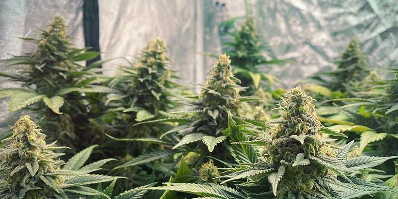 Critical Kush (Feminiserede)
