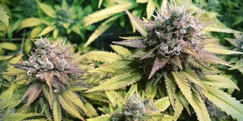 Gorilla Zkittlez (Feminiserede)