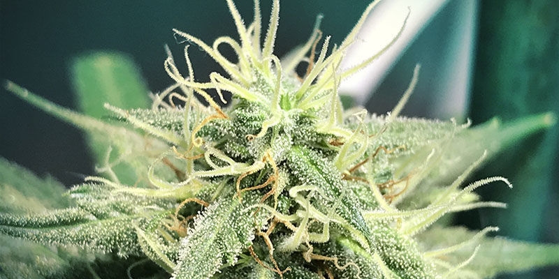 Liberty Haze (Feminiseret)