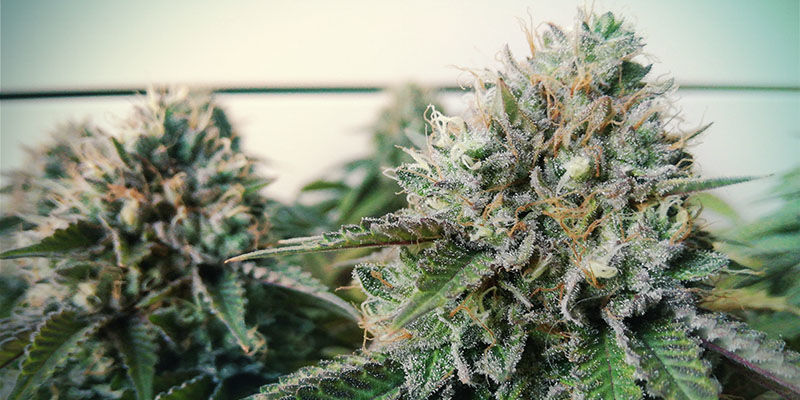 Blue Gelato 41 (Feminiseret)