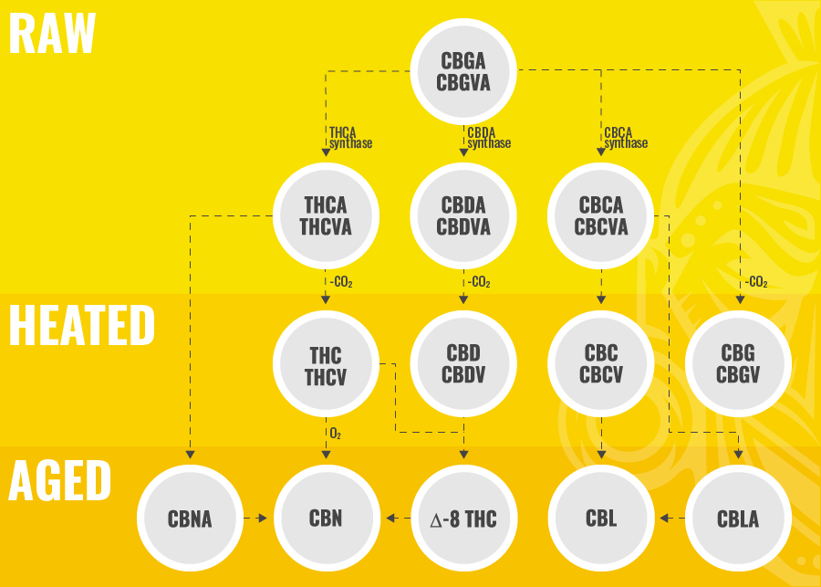 Biosyntese af CBC BIOSYNTHESIS OF CBC