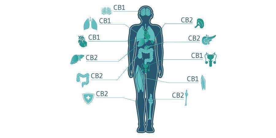 Vil CBC få en fremtidig rolle i cannabis-medicin? Will CBC Play A Future Role In Cannabis Medicine?
