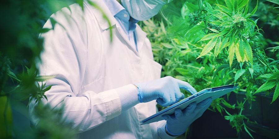 Fremtidig forskning vil bane vejen for CBDA i cannabisverdenen FREMTIDIG FORSKNING VIL BANDE VEJEN FOR CBDA I CANNABISVERDENEN
