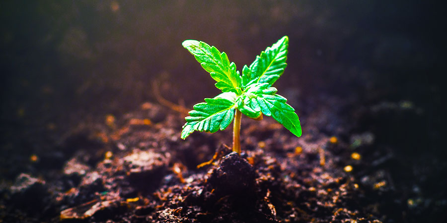 Der findes flere planter derude Der findes flere planter derude