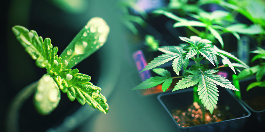 Vælg et førsteklasses eksemplar CHOOSE A PRIME CANNABIS SPECIMEN