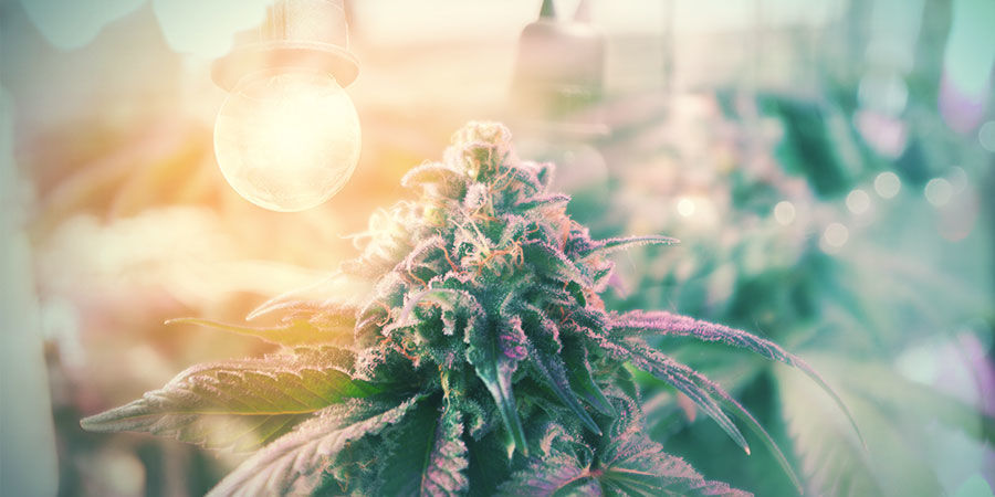 Giv din bonsai-moderplante de bedste forudsætninger GIV DIN BONSAI-CANNABISMODERPLANTE DE BEDSTE FORUDSÆTNINGER