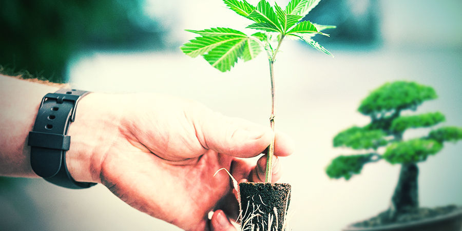 SÅDAN TAGER DU STIKLINGER FRA CANNABIS BONSAI-MODERPLANTER