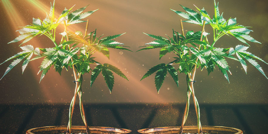 Sådan holder du dine bonsai-cannabismoderplanter sunde KEEPING YOUR BONSAI CANNABIS MUMS HEALTHY
