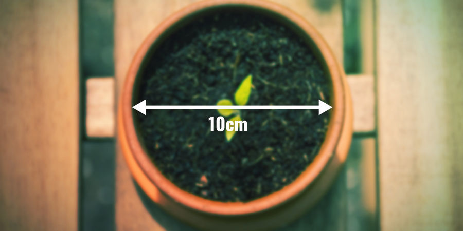 Flyt din moderplante over i hendes endelige potte MOVE YOUR MOTHER PLANT TO HER FINAL POT
