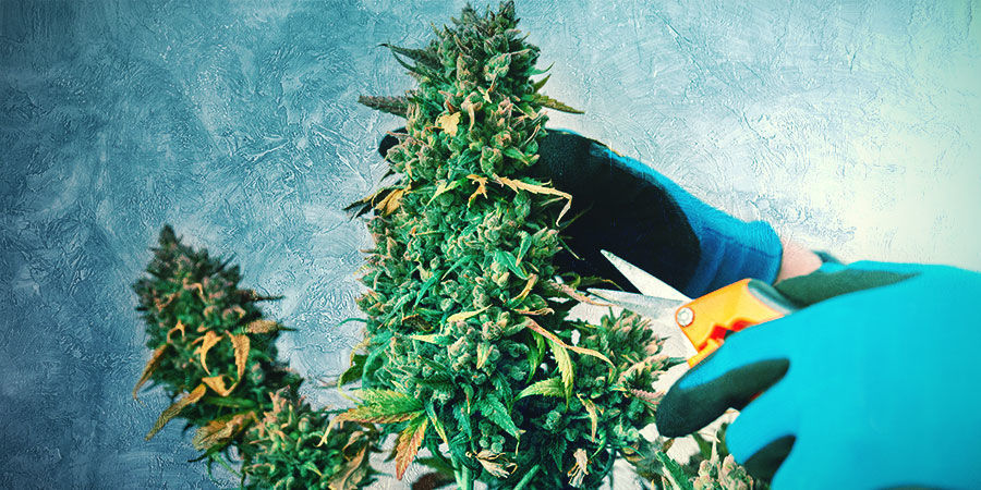 BESKÆR OG TRÆN DIN CANNABIS-BONSAI