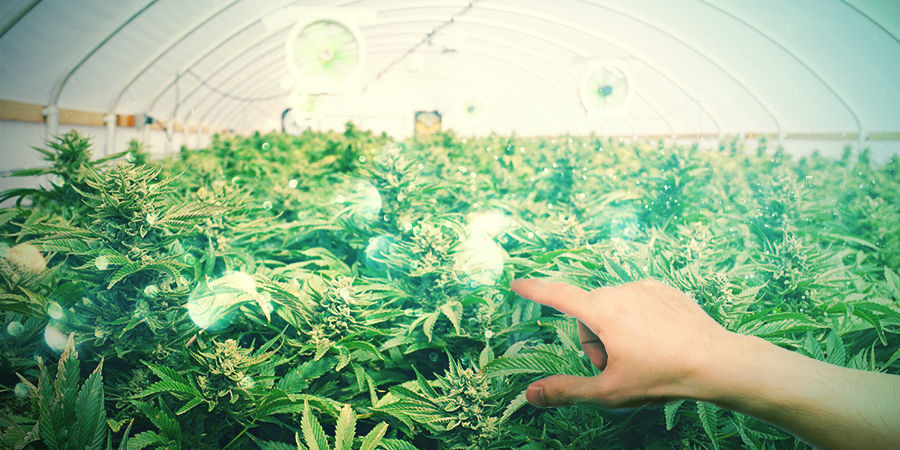 Hvilke sorter egner sig bedst til at lave bonsai? HVILKE CANNABISSORTER ER BEDST TIL AT LAVE BONSAI?