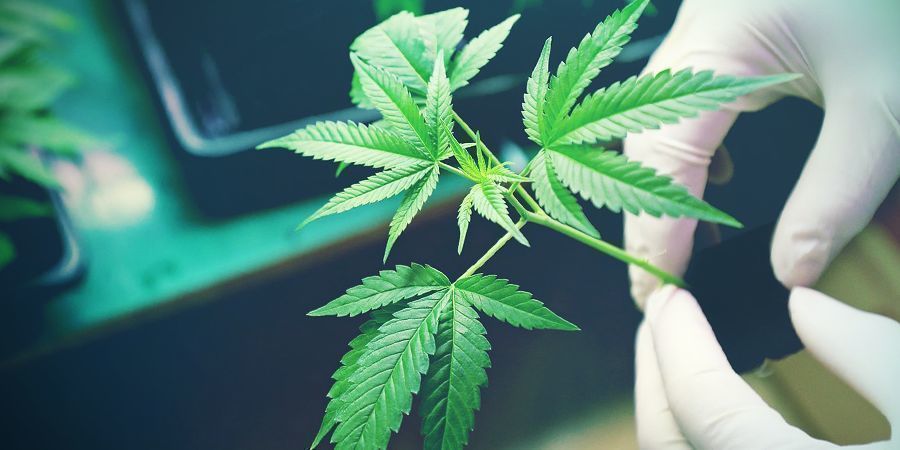 Hvad er pointen med heirloom-cannabis? Hvad er pointen med heirloom-cannabis?