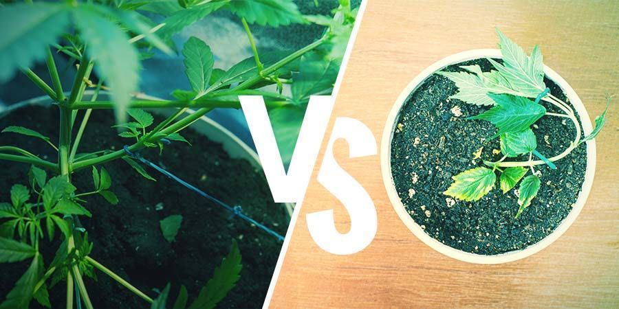 Træning af dine cannabisplanter: LST vs. HST Træning af dine cannabisplanter: LST vs. HST