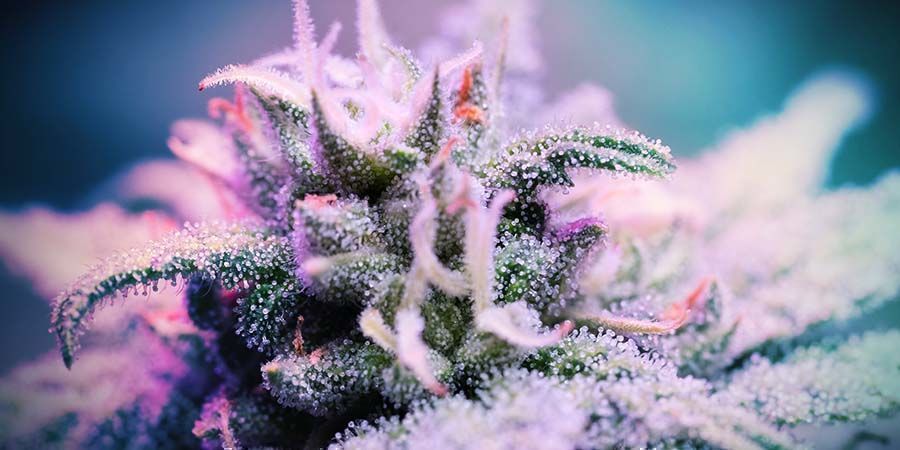 Purple Punch: Popularitet og sjove fakta Purple Punch: Popularitet og sjove fakta