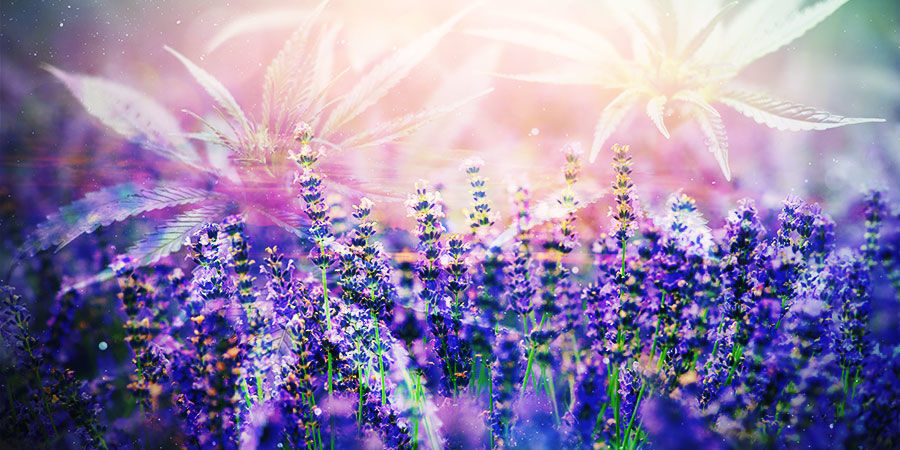 Hvordan kan du få gavn af det? Cannabis & Linalool: Hvordan kan du få gavn af det?