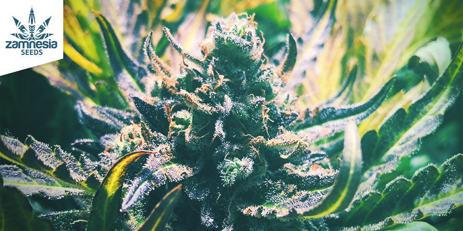 Cannabissorter er fremragende kilder til linalool CANNABIS STRAINS ARE SUPERB SOURCES OF LINALOOL