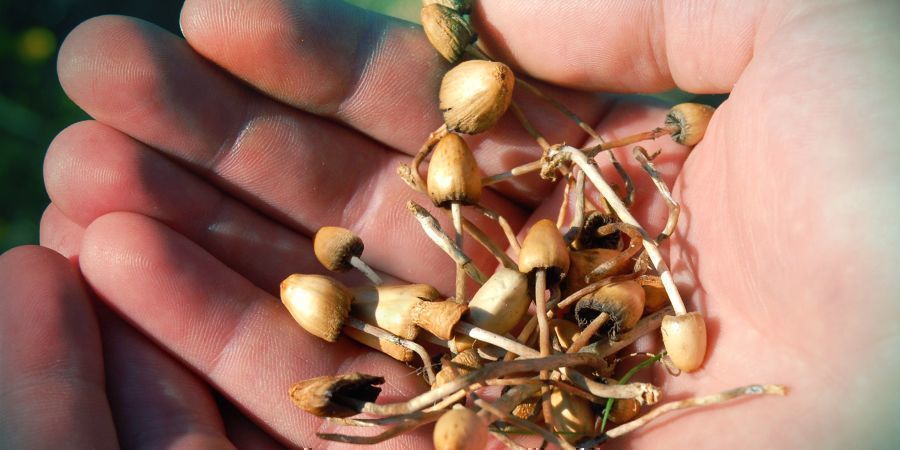 Hvilke virkninger har psilocybin? Hvilke virkninger har psilocybin?