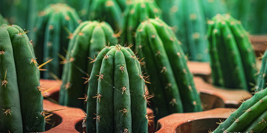 Peruvian Torch Cactus Has 10 Times More Mescaline Than San Pedro Peruvian Torch Cactus Has 10 Times More Mescaline Than San Pedro