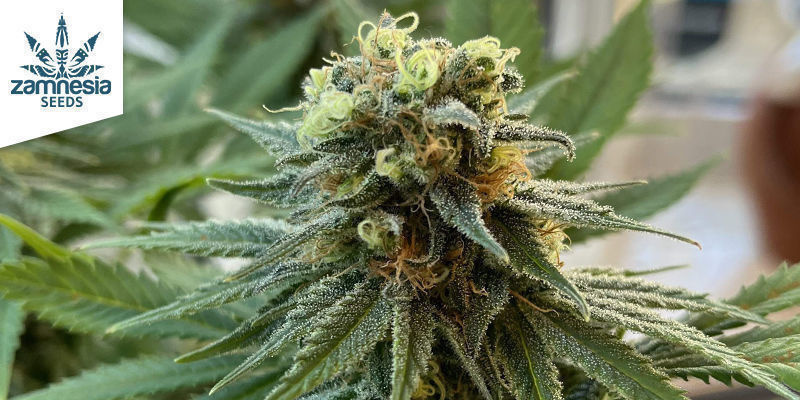 Runtz af Zamnesia Seeds Runtz by Zamnesia Seeds